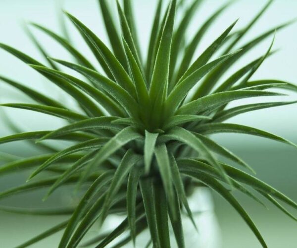 Décorer son salon avec une plante artificielle